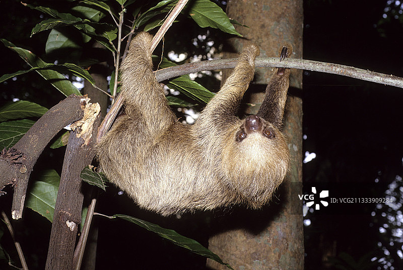 巴西，南方二趾树懒图片素材