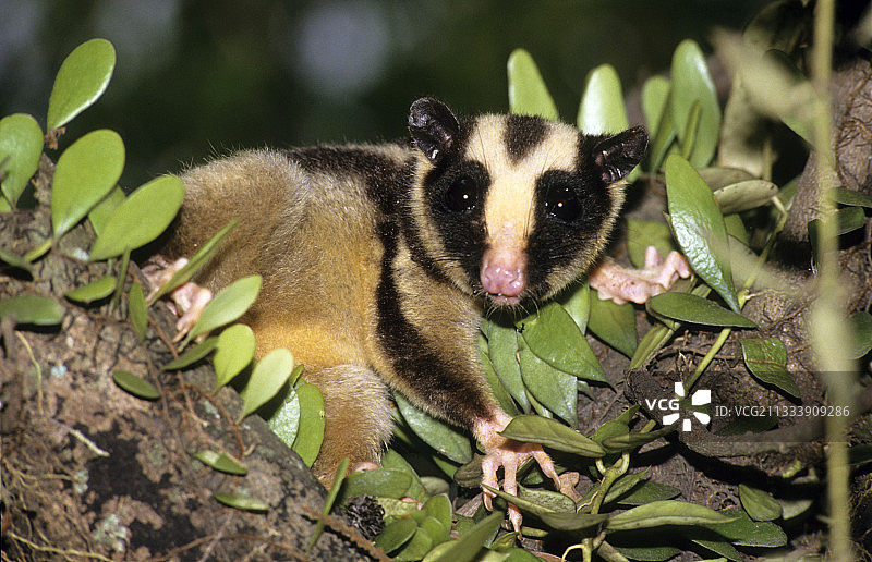 伊rian Jaya省树枝上的条纹负鼠图片素材