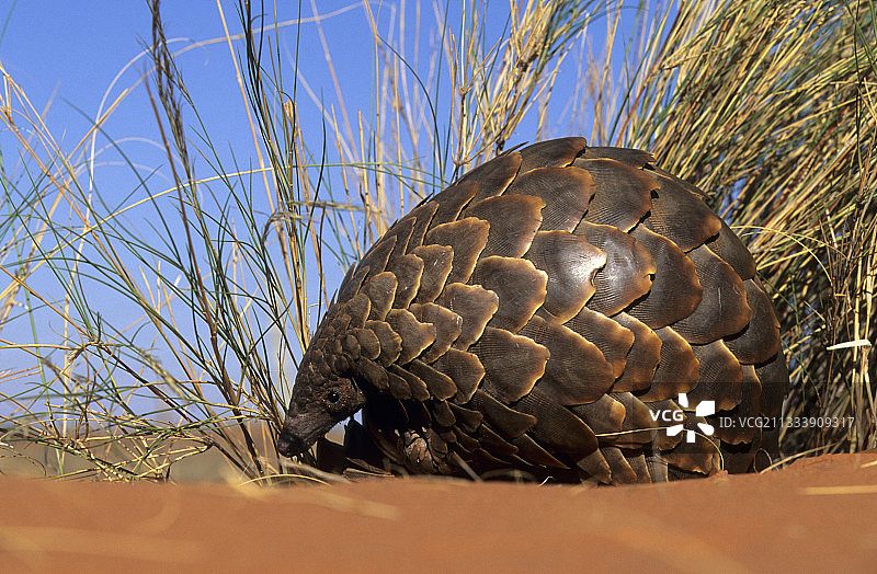 卡拉哈里宝石羚国家公园的穿山甲图片素材