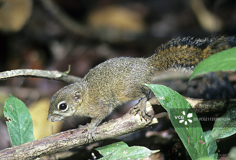 苏门答腊岛树鼩图片素材
