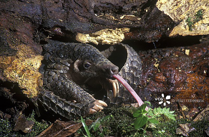 马来亚穿山甲在爪哇森林腐殖质上觅食图片素材