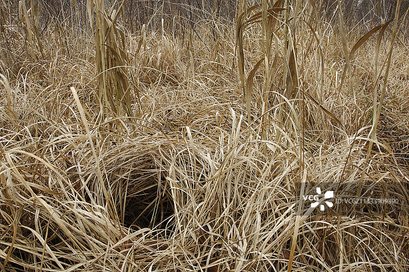 法国朗布依埃森林沼泽中的干燥草图片素材