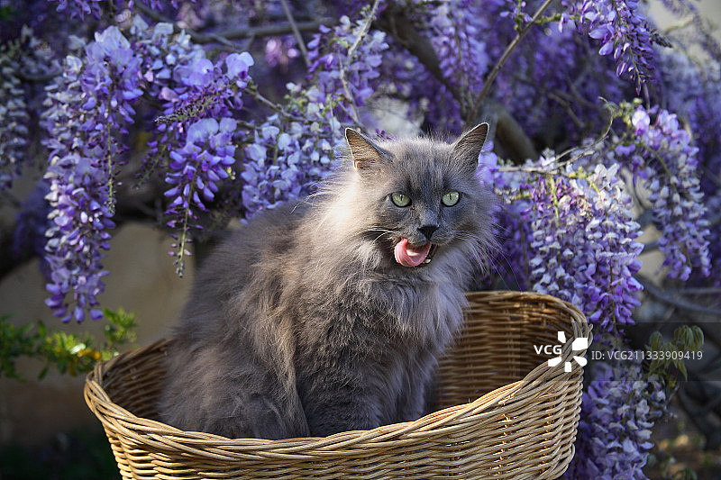 坐在盛开紫藤花前篮子里的猫图片素材