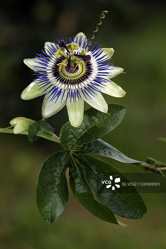 法国上诺曼底的西番莲特写图片素材