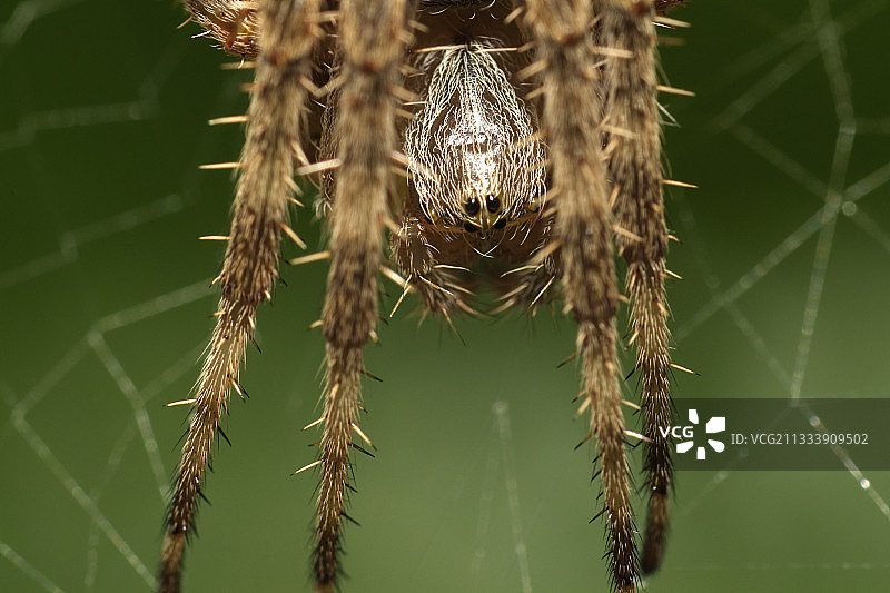 法国十字圆蛛伏击的细节图片素材