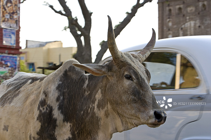印度交通中的神牛肖像图片素材