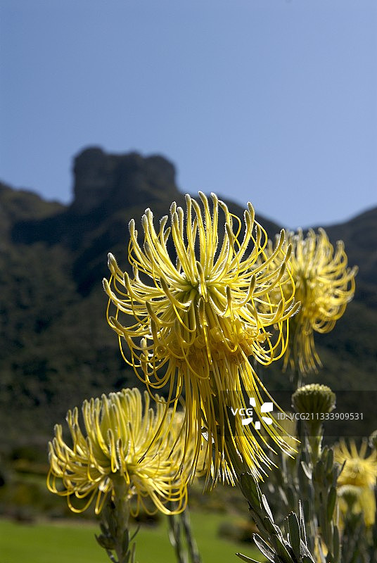 南非火箭针垫的黄色花朵图片素材