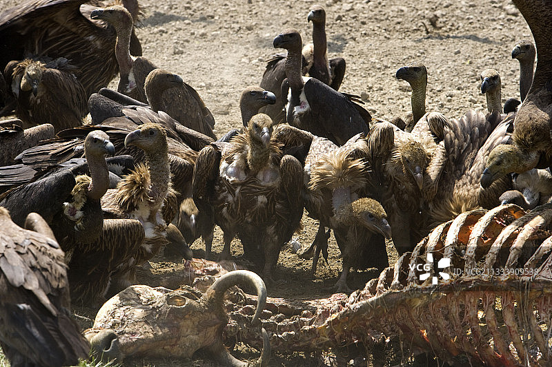 欧亚兀鹫和白腰兀鹫在采石场图片素材