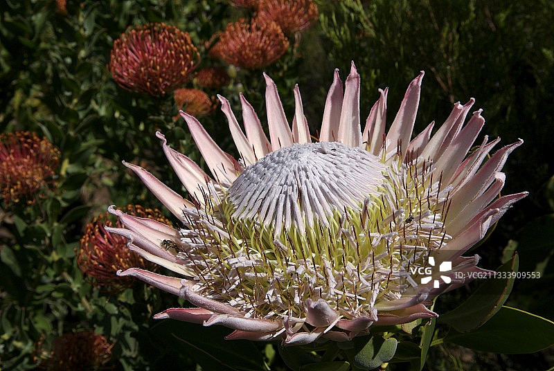 南非帝王花图片素材