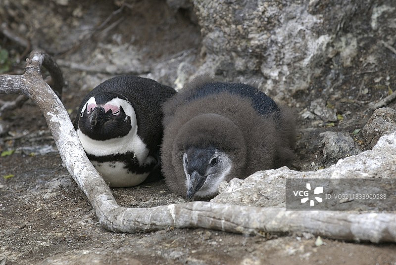 巨石海滩图片素材