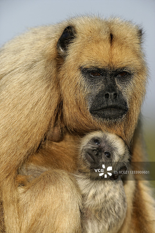 雌性黑吼猴和幼崽的照片图片素材