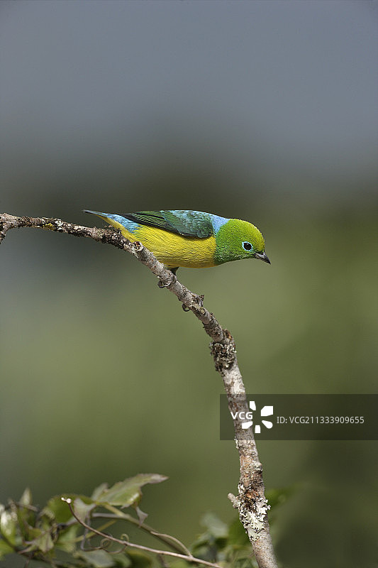 巴西蓝颈绿音雀图片素材