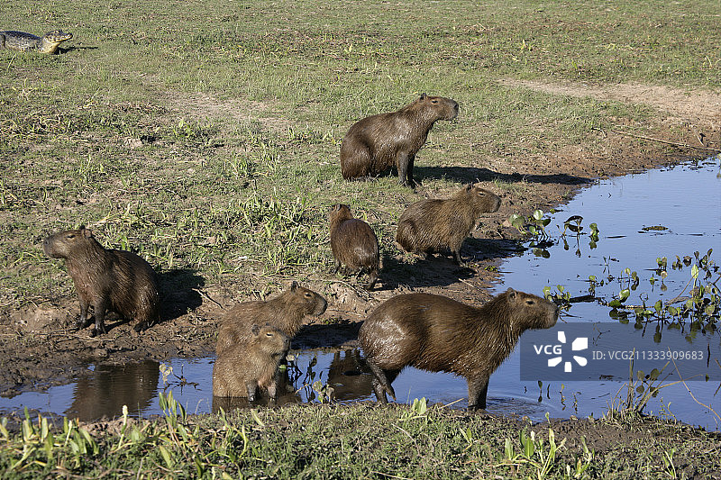 巴西的水豚饮水点图片素材