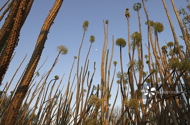 迪迪埃雷科亚科灌木丛，马达加斯加图片素材