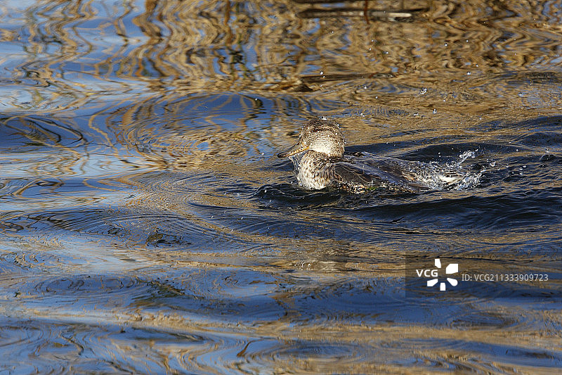 普通绿头鸭图片素材