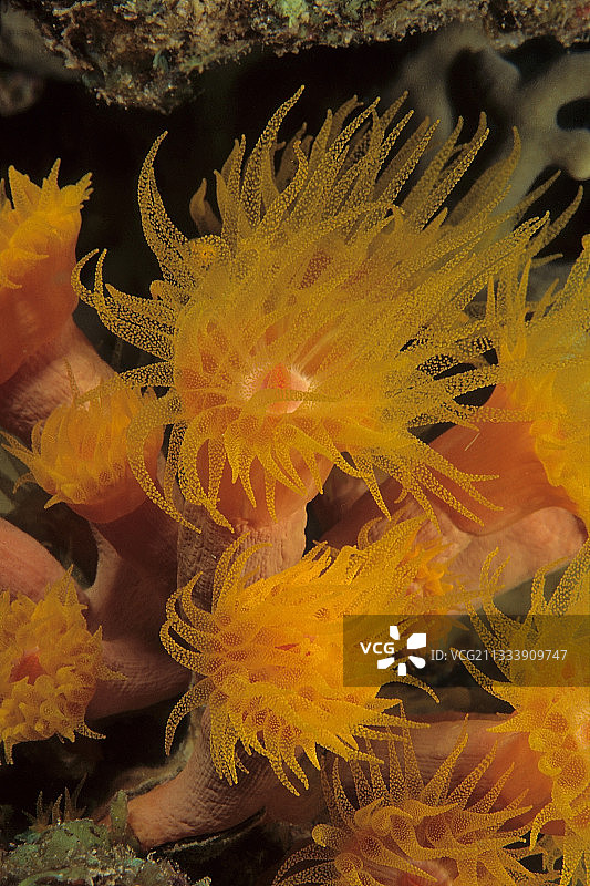 埃及软珊瑚带触手珊瑚虫图片素材