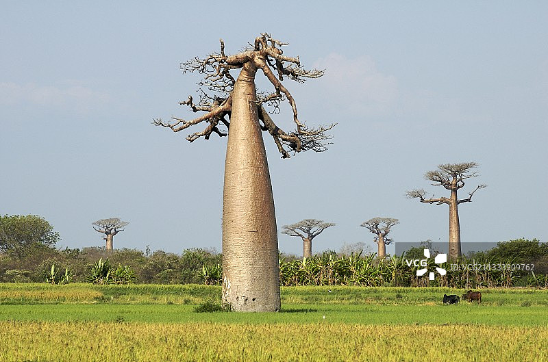 马达加斯加稻田中的猴面包树图片素材
