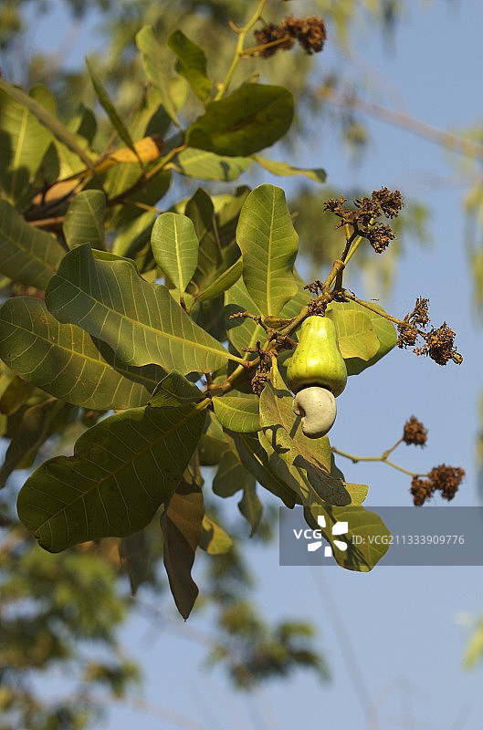 马达加斯加树上的腰果图片素材