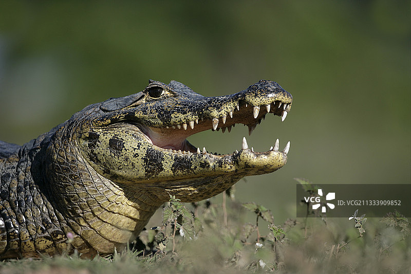 巴西眼镜凯门鳄肖像图片素材