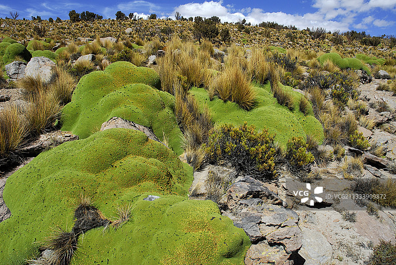 智利伊斯卢加国家公园的亚雷塔沼泽图片素材