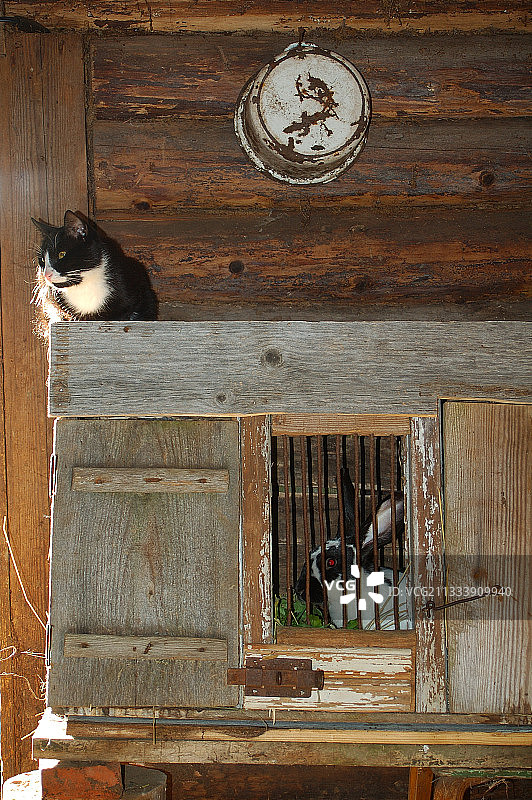 拉脱维亚牛棚里的猫和兔子图片素材