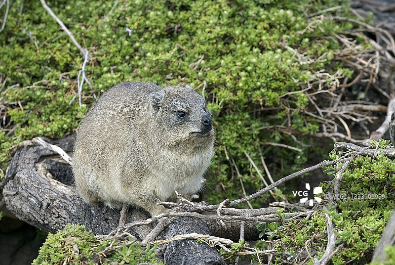 贝蒂湾地区图片素材