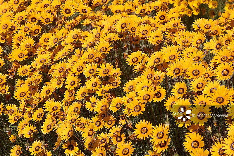 南非乌尔西尼亚花图片素材