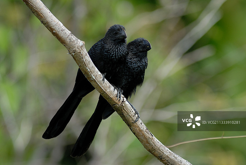 一对黑鹩哥并排站在树枝上图片素材