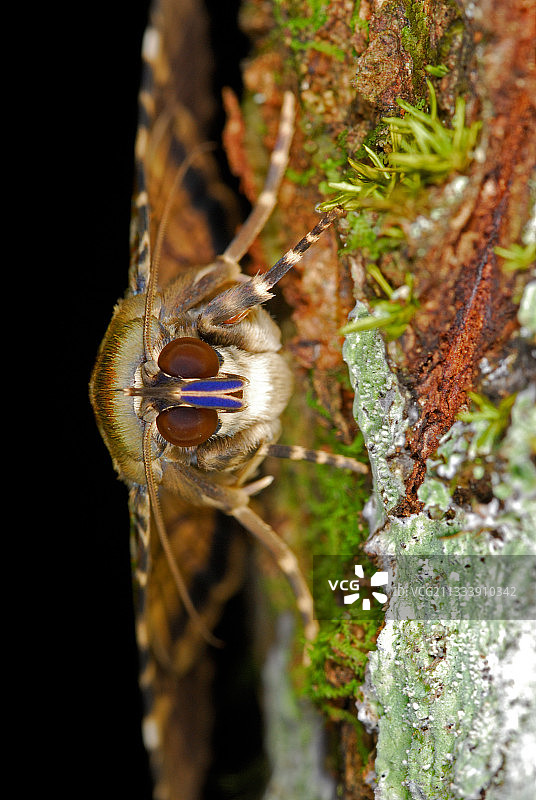 夜间蝴蝶停留在圭亚那树干上图片素材