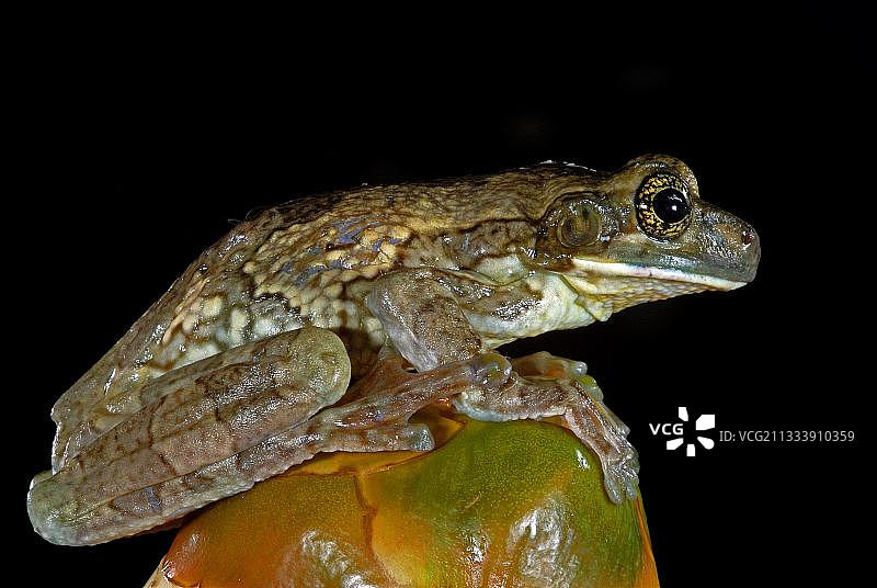 圭亚那椰子上的网纹树蛙肖像图片素材