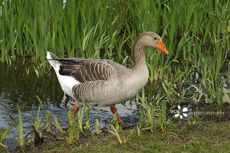 灰雁，法国奥莱龙岛图片素材