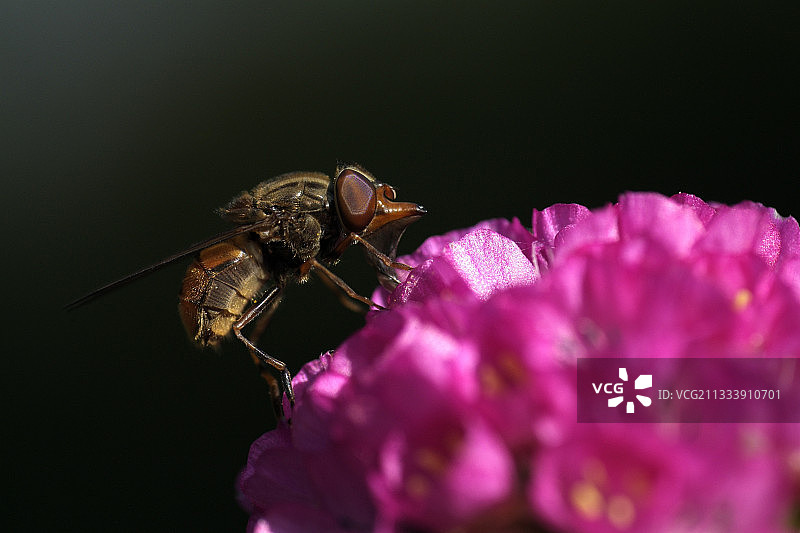 蝇停留在法国诺曼底海石竹花上图片素材