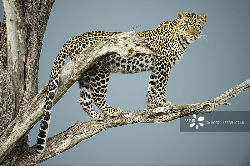 肯尼亚马赛马拉保护区树枝上的豹子图片素材