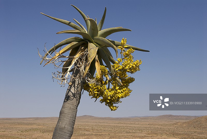最高的芦荟，来自里赫特斯费尔德地区图片素材