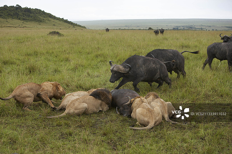 非洲水牛冲向正在捕食同类的狮子，肯尼亚马赛马拉图片素材