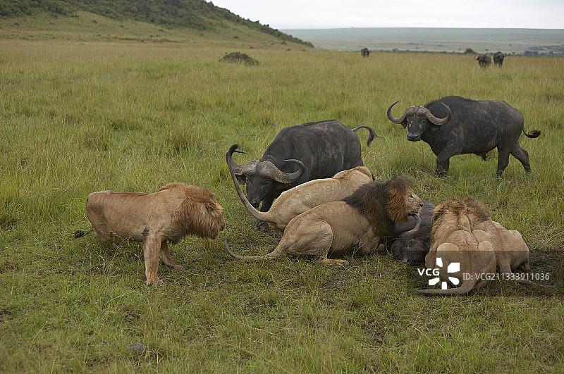 非洲水牛冲向正在捕食同类的狮子，肯尼亚马赛马拉图片素材