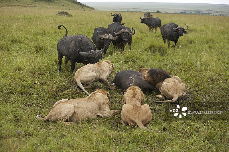 非洲水牛冲向正在捕食同类的狮子，肯尼亚马赛马拉图片素材