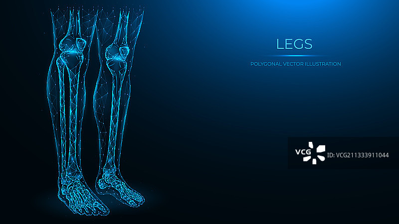多边形人体解剖学腿部股骨髌骨图片素材