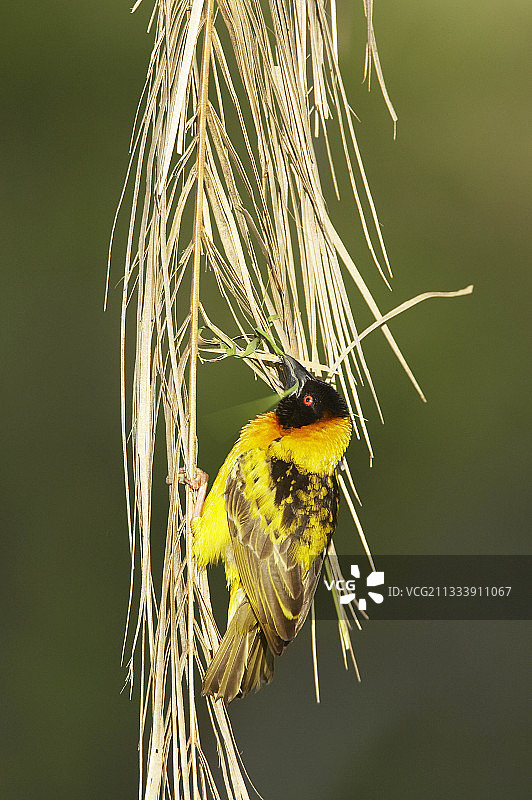 村庄织布鸟筑巢，肯尼亚马赛马拉图片素材