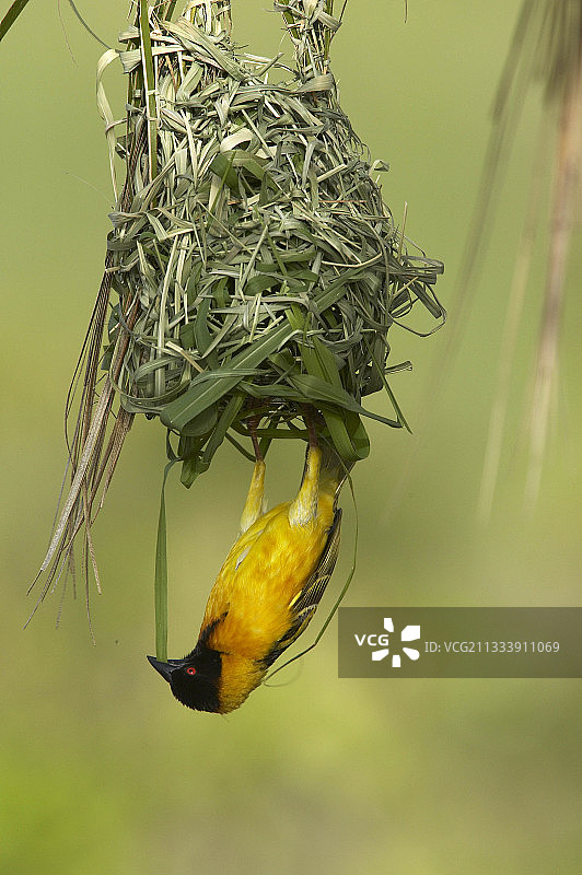 村庄织布鸟筑巢，肯尼亚马赛马拉图片素材