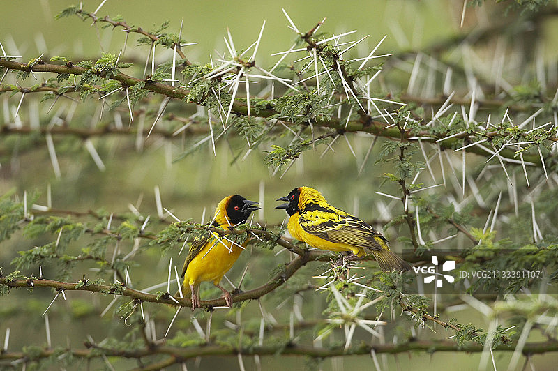 马赛马拉肯尼亚的织布鸟雄性竞争图片素材