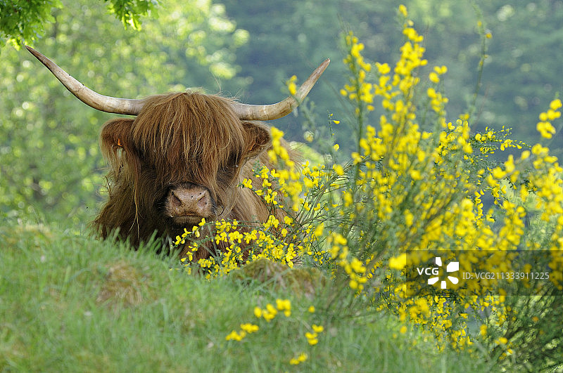 法国北部孚日山脉的加洛韦矮种奶牛图片素材