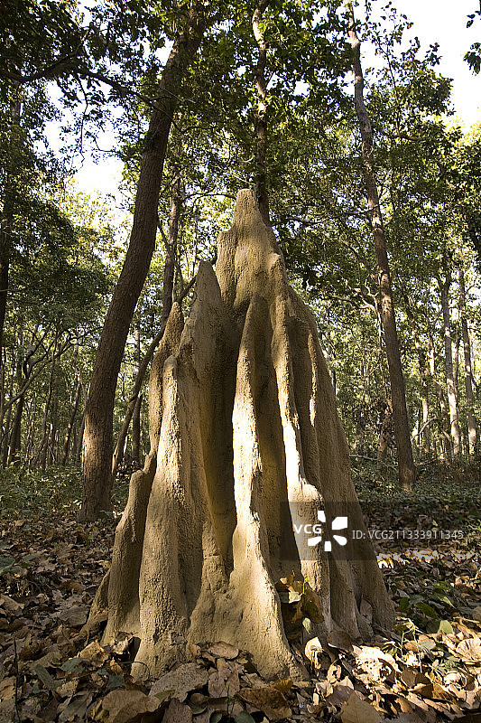 杜德瓦国家公园蚁穴，印度北方邦图片素材