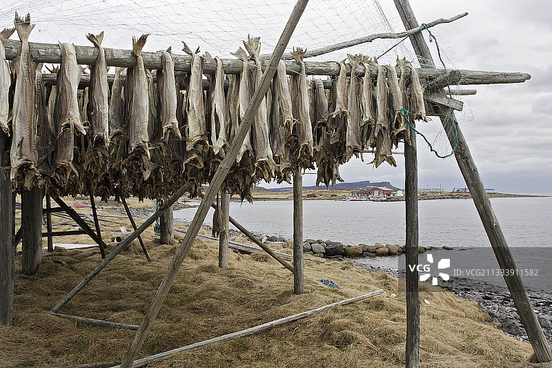 鳕鱼干，位于挪威瓦朗厄尔峡湾内斯比图片素材