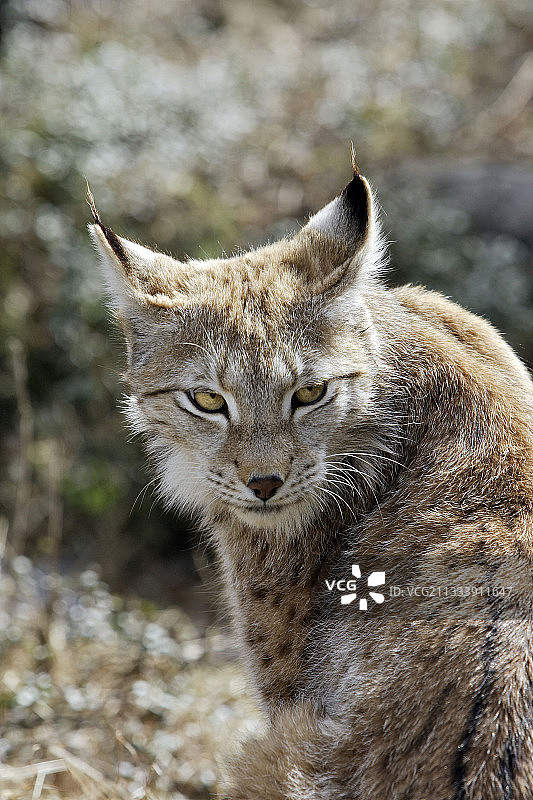 芬兰拉努阿拉普兰欧亚猞猁肖像图片素材