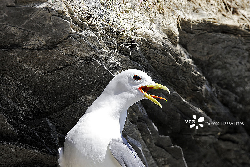 瓦朗格峡湾的黑腿三趾鸥图片素材