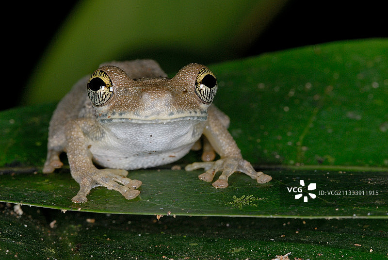 圭亚那树叶上的热带树蛙肖像图片素材