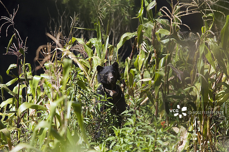 专注的眼镜熊在玉米地里图片素材