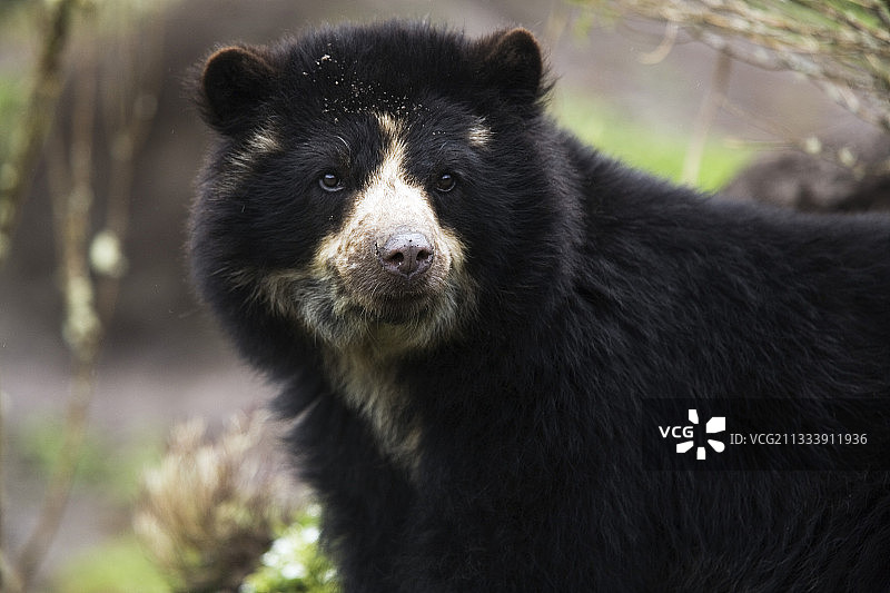 厄瓜多尔因巴布拉省的眼镜熊肖像图片素材