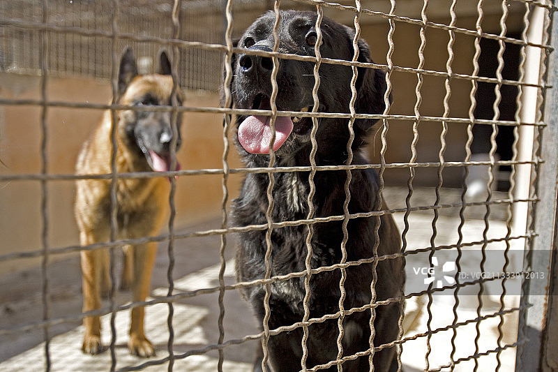 法国动物保护协会围栏中的流浪狗图片素材